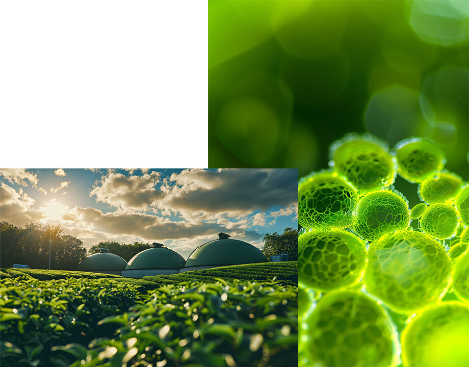 Biogas
